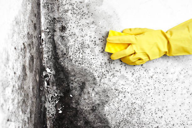 Best Black Mold Removal  in Summerville, SC