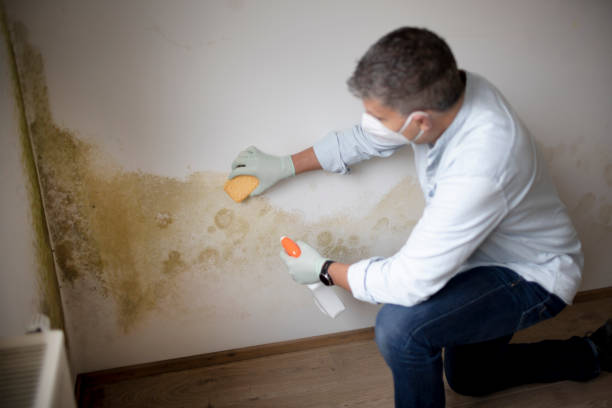 Best Dehumidification Services  in Summerville, SC